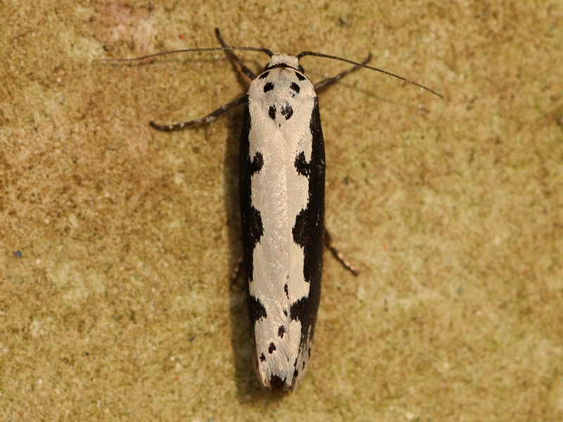 Ethmia bipunctella Elastichidae